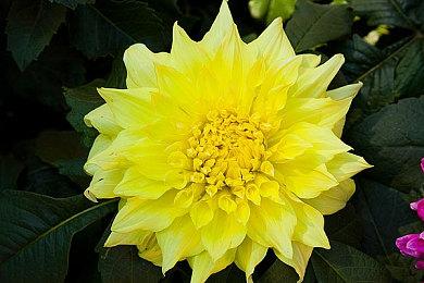 《守望先锋2》Steam页面更新 添加简体中文支持